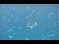 ????( Pagrus major ) ????( Pagrus major )
