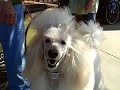 Bevery Hills Poodle Pink Pedicure