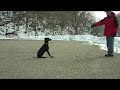 Moses - Dog Boot Camp Graduate 2008
