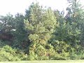 coniferous&deciduous trees