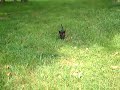 Kittens Running