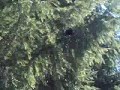 craig-climbs-out-of-the-window-and-then-in-again.html