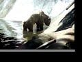 BROWN BEARS