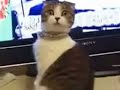 dramatic-kitty.html