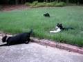 My cute adorable kittens