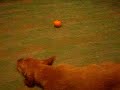 Basset Fauve De Bretagne & mandarin