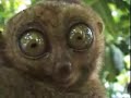 dramatic-lemur-enhanced.html