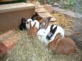 Kaninchen- Informationsvideo