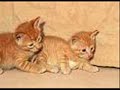 gatos y gatitos