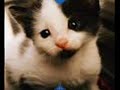gatos y gatitos