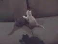 et tournent les chatons