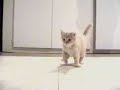 et tournent les chatons
