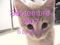 et tournent les chatons