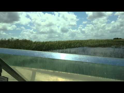 Gator park, Everglades, FL, USA