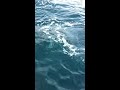 King Fish love Carpenter lures
