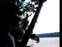 Look Out For That Tree