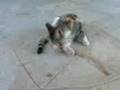 Funny Cat