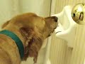 Golden Retriever's Toilet Paper Roll Obssession