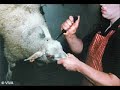 STOP ANIMAL TESTING - http://rameshkukathas.sampasite.com STOP ANIMAL TESTING - http://rameshkukathas.sampasite.com
