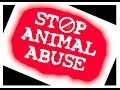videos de STOP ANIMAL TESTING - http://rameshkukathas.sampasite.com