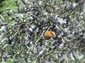 Olive Warbler Olive Warbler
