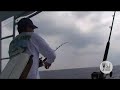 Catching a Mega-Marlin