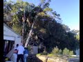 Tree Falls Down