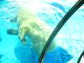 Buzz Swimming