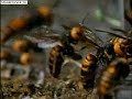 30 Hornets Vs Honey Bees
