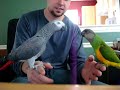 Kiwi and Ryker Parrots Kiwi and Ryker Parrots