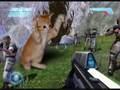 Animales Graciosos