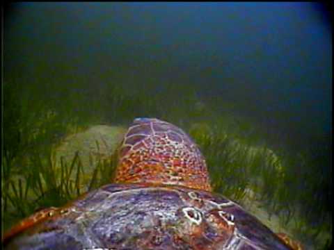 Collection - Animal Point Of View