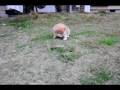 017.10.29.12.2aka-osu.AVI