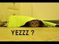 Catz v.s. Dogs