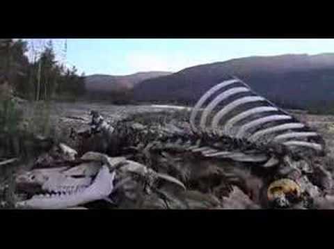 Fly Fishing in the East Kootenays of ...