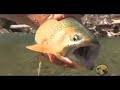 Fly Fishing in the East Kootenays of BC Canada