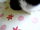 my cat CUITE