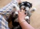 my morkie