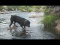 Stunt Dog - Rottweiler challenged