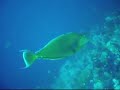 Diving Dahab in Egypt\