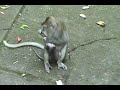 Monkeys Behaving Badly