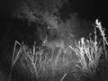 videos de Scoutguard 550 buck working scrape