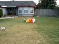 100_0239.MOV