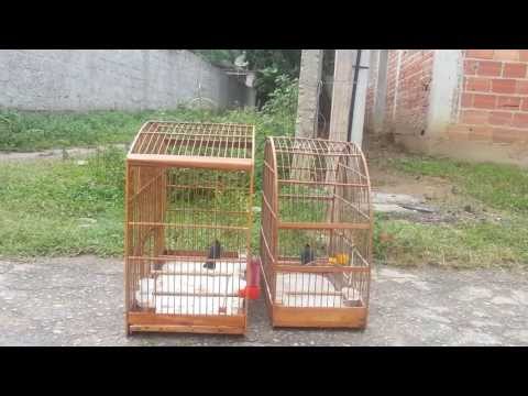 MELHORES TIZIU DO RIO DA PRATA SUPER DUELO 2013!!
