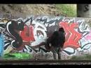 GRAFFITI - #3 - SURGEN UAT! - graff grafiti graffite graf