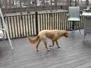 Meego in the Snow