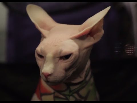 how to determine cat breed