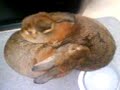 Too Cute?