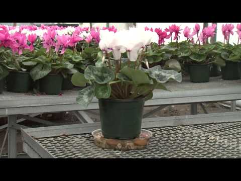 how to plant cyclamen