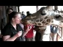 Giraffe Love